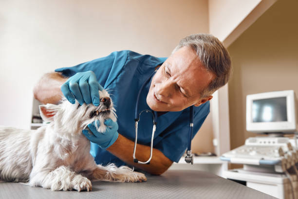 Best Emergency Gum Treatment in Ashtabula, OH